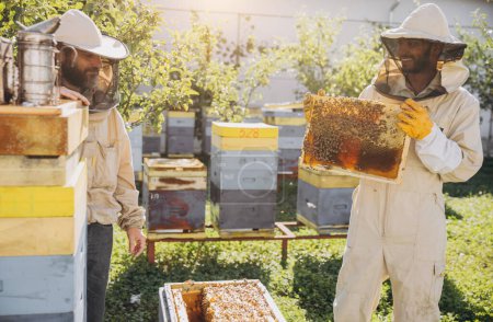 Deux apiculteurs souriants heureux travaille avec nid d'abeille plein d'abeilles, en uniforme de protection travaillant sur la ferme apicole, obtenir nid d'abeille de la ruche en bois