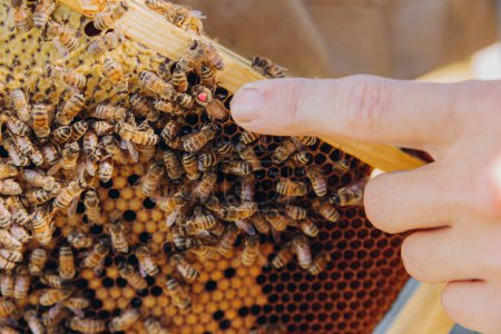 Ein Mann demonstriert mit der Hand (dem Finger) die Königin und die Bienen, die auf dem Wachsgestell sitzen. Der Imker arbeitet im Bienenhaus.