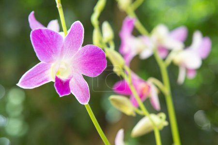 orchidaceae