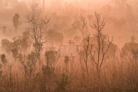Téléchargez les photos : Beau paysage forestier du lever du soleil brumeux dans le parc national de Thung salaeng Luang (Nong Mae na), Thaïlande - en image libre de droit