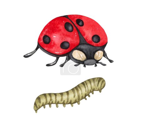 Foto de Caterpillar single ladybug insect animal and a caterpillar isolated on a white background illustration - Imagen libre de derechos