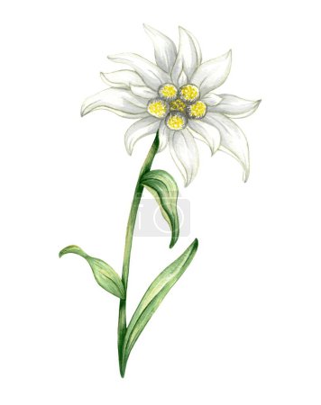Edelweiss flor Leontopodium alpinum, Acuarela ilustración dibujada a mano aislada sobre fondo blanco.