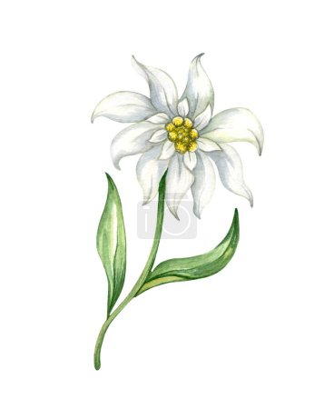 Edelweiss flor Leontopodium alpinum, Acuarela ilustración dibujada a mano aislada sobre fondo blanco.