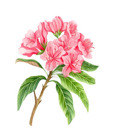 Watercolor alpine flowers, pink rhododendron blooming on white background