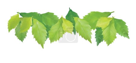 Photo for Green branches of tree. Green leaves illustration. - Royalty Free Image