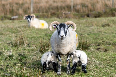 Schottische Schafe mit Baby auf der Weide, Highlands, Schottland, Is