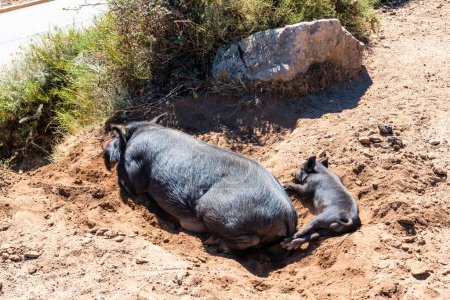 Téléchargez les photos : Porcs sauvages sur la route, île de Corse, France - en image libre de droit
