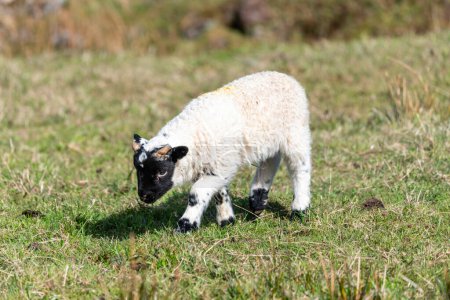 Foto de Ovejas bebé escocesas en el pasto, Highlands, Escocia, Isla de - Imagen libre de derechos