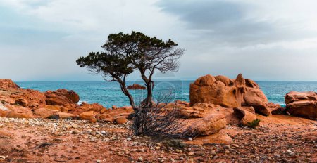 Téléchargez les photos : Un paysage rocheux de granit rouge et un arbre solitaire à Coccorocci Beahc sur la côte est de la Sardaigne - en image libre de droit