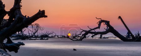 Téléchargez les photos : Panorama paysage coucher de soleil avec soleil bas sur l'horizon sur une plage avec des arbres morts et du bois flotté - en image libre de droit