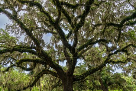 A close-up view of a live oak tree with Spanish moss in lush summer green