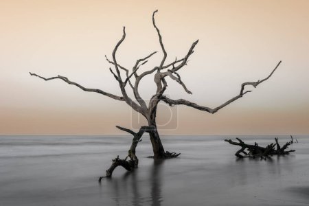 Téléchargez les photos : Paysage marin méditatif à Boneyard Beach sur Bull Island en Caroline du Sud au lever du soleil - en image libre de droit