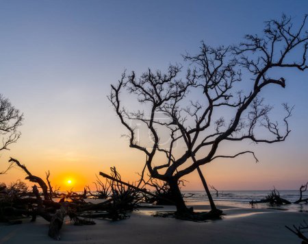 Téléchargez les photos : Paysage levant avec soleil bas sur l'horizon sur une plage avec des arbres morts et du bois flotté - en image libre de droit