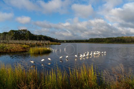 Foto de Una vista de muchas cigüeñas de madera y un muelle de madera en el pantano de Huntington Beach State Park en Carolina del Sur - Imagen libre de derechos