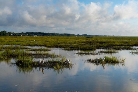 Foto de Vista del paisaje de los lechos de marea y pantanos en la isla de Pawleys en Carolina del Sur con muchas aves - Imagen libre de derechos