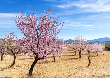 Téléchargez les photos : Amandiers roses et blancs en fleurs dans un champ de terre ocre au printemps dans le sud de l'Espagne - en image libre de droit