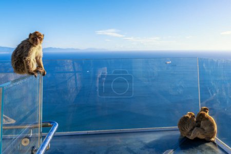 A close-up of Barbary Macaque monkeys on the glass Skywalk Gibraltar viewing platform in the Upper Rock Nature Reserve
