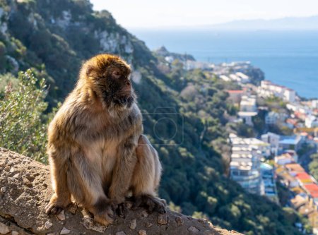 A close-up of Barbary Macaque monkey in the Upper Rock Nature Reserve of Gibraltar