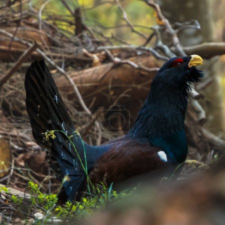 A close-up view of a male black grouse in low vegetation of dense woods