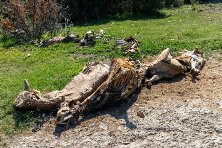 Vue rapprochée des cadavres de vaches dans un champ dans les montagnes de La Rioja