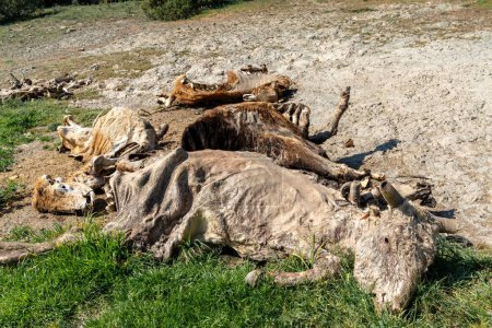 close-up view of cadavers of cows in a field in the mountains of La Rioja