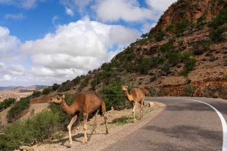 "Two dromedary camels wlaking along a road in the Atlas mountains of southern Morocco"