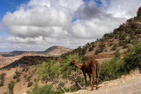 A dromedary grazing and eating leaves from a tree on the side of a road in the Altlas Moutnains of southern Morocco