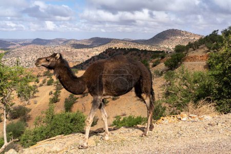 "Two dromedary camel walking along a road in the Atlas mountains of southern Morocco"
