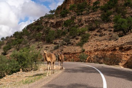 "Two dromedary camels walking along a road in the Atlas mountains of southern Morocco"