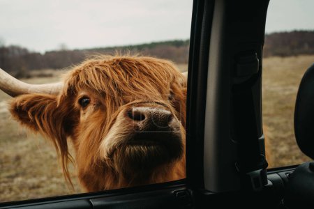 Photo for Hairy Scottish highlander  grazes on a pasture near car - Royalty Free Image