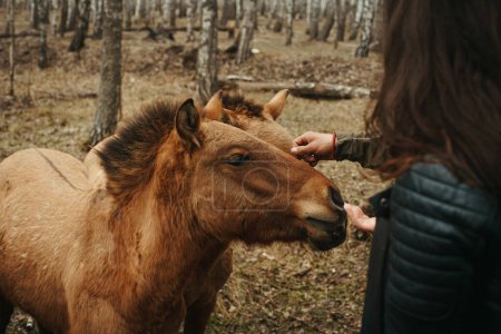 Foto de Mujer joven con caballos en el bosque - Imagen libre de derechos