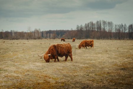 Photo for Hairy Scottish highlanders grazes on a pasture. - Royalty Free Image