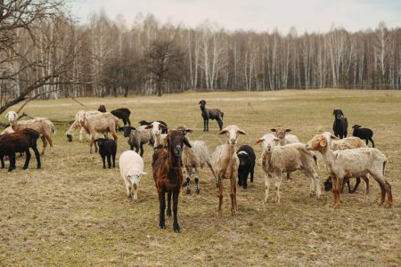 Téléchargez les photos : Troupeau de moutons sur le terrain sur fond de nature - en image libre de droit