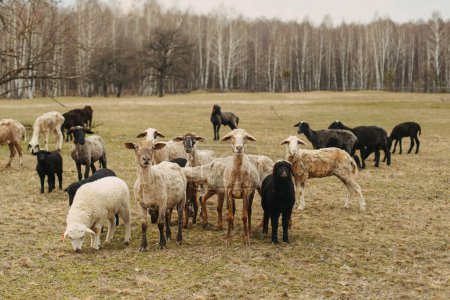 Téléchargez les photos : Troupeau de moutons sur le terrain sur fond de nature - en image libre de droit