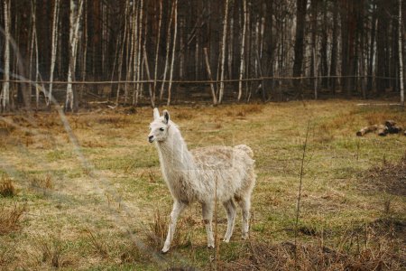 Photo for A white alpaca in the forest on nature background - Royalty Free Image