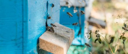 Téléchargez les photos : Des abeilles d'entrée sortent de la ruche. Des gardiens de colonies d'abeilles sur une ruche bleue après avoir pillé du miellat. les abeilles retournent à la ruche après le flux de miel. Un apiculteur à l'entrée de la ruche. Chaleur hachée facilement - en image libre de droit