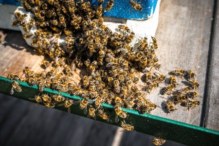 Foto de Las abejas se agrupan para sofocar avispones mortales cerca de la entrada de la colmena - Imagen libre de derechos