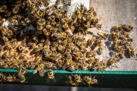 Foto de Cerebros de abeja mantienen la temperatura estable para cocer lento Hornet cerca de la entrada de la colmena - Imagen libre de derechos