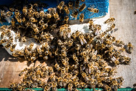 Foto de Avispones asesinos y defensa térmica por abejas cerca de la entrada de la colmena - Imagen libre de derechos