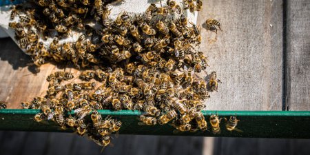 Foto de La vibración de las alas de abejas obreras aumenta la temperatura. bolas de abeja matar avispones asesinato cerca de la entrada de la colmena en apiary - Imagen libre de derechos