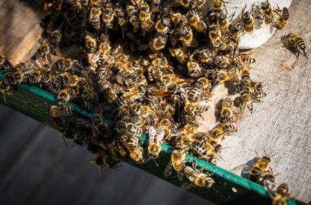 Foto de Las abejas matan a avispón gigante con calor cerca de la colmena del núcleo - Imagen libre de derechos