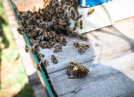 Foto de Cerebros de abeja mantienen la temperatura estable para cocer lento Hornet cerca de la entrada de la colmena. - Imagen libre de derechos