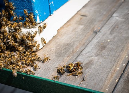 Foto de Avispones asesinos y defensa térmica por abejas cerca de la entrada de la colmena. - Imagen libre de derechos