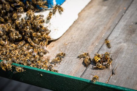 Foto de Las abejas matan a avispón gigante con calor cerca de la colmena del núcleo. - Imagen libre de derechos