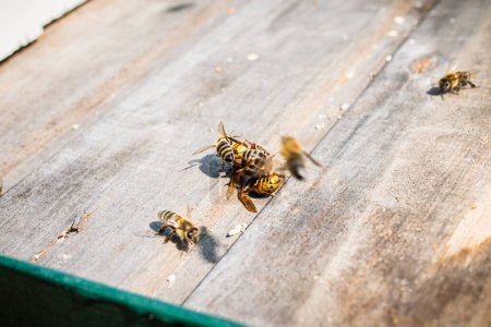 Foto de Cerebros de abeja mantienen la temperatura estable para cocer lento Hornet cerca de la entrada de la colmena - Imagen libre de derechos