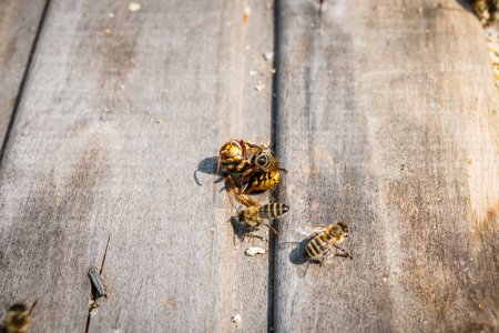 Foto de Avispón muerto junto a las abejas melíferas, que lo mató con calor en bola de abejas y estrangulado por privación de aire - Imagen libre de derechos