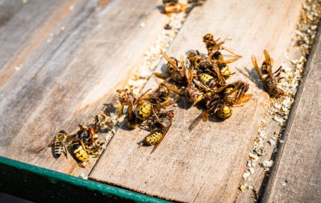 Foto de Grupo de avispones muertos en apiary. avispón atrapado en la bola de abejas se tuesta hasta la muerte por el calor corporal de las abejas - Imagen libre de derechos