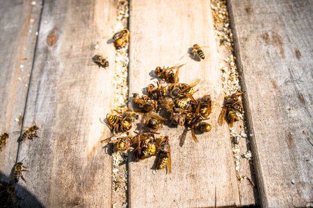 Foto de Las abejas se juntarán alrededor de un avispón amenazante, formando una bola apretada que mata al aspirante a invasor. - Imagen libre de derechos