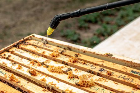 Téléchargez les photos : Cadre en bois d'arrosage apiculteur avec pulvérisateur. Ruche d'abeille ouverte. - en image libre de droit