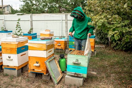 Téléchargez les photos : Apiculteur traite les abeilles de l'acarien varroa. Maladies des abeilles et leur traitement. Varroase. Varroa destructeur - en image libre de droit